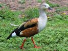 Orinoco Goose (WWT Slimbridge July 2013) ©Nigel Key